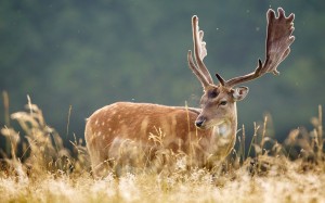 beautiful-deer-antlers-1920x1200