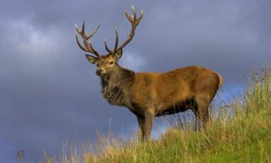 red-deer2