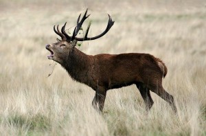 Red Deer Stag Rutting Acceptance Welsh Int Projected 08