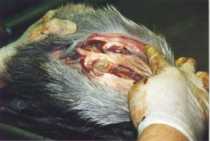 2 Bovine TB abscess in submandibular lymph node in wild deer head.