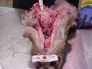 3 Bovine TB abscess in medial retropharyngeal  lymph node in wild deer head.