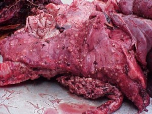 5 Disseminated bovine tuberculosis lesions seen with chronic infection, throughout lungs of a wild deer.