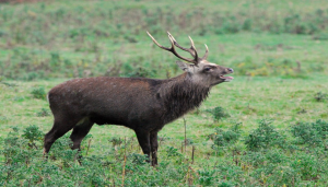 Sika stag in rut