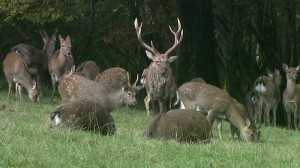 723678811-sika-deer-deer-herd-following-running-away