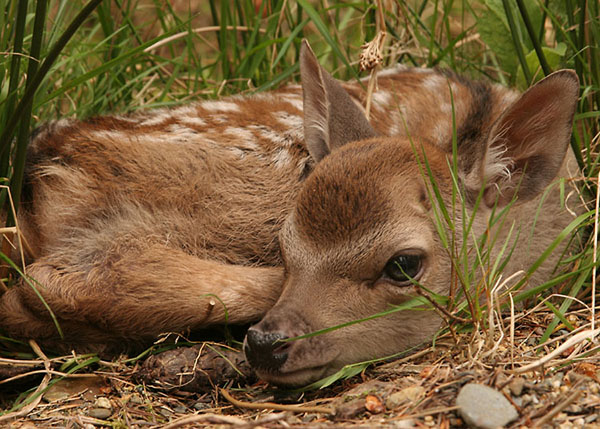 Sika calf